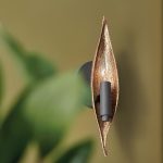 qn willow1 cbk insitu2